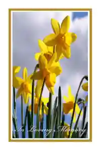 Daffodils