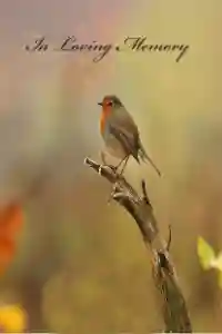 Robin on Branch
