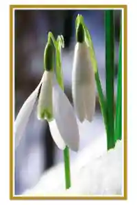 Snowdrops
